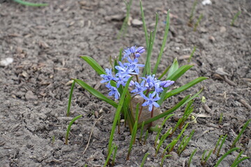 Bright blue flowers of two-leaf squill in April
