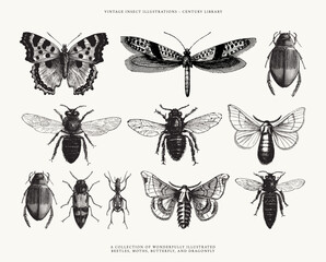 Set of Insect Line Art Illustrations - Isolated on a White Background