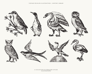 Set of Heraldry Inspired Bird Line Art Illustrations - Includes a Penguin, Swan, Owls, and more