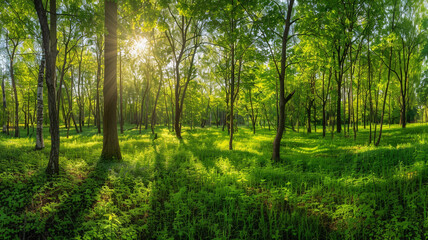 Fototapeta na wymiar Beautiful green forest panorama with tall trees and sunlight rays shining through the leaves, Nature landscape background, spring nature landscape background