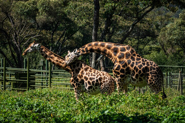 Giraffes on farm and giraffe center. Kenya. Nairobi. animal mating games. Giraffes in the wild.