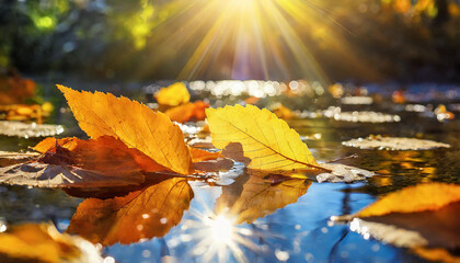Close-up of autumn leaves floating on puddle of water. Bright sunlight. Fall season.