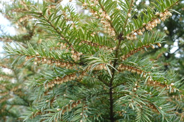 Abundant male cones in the leafage of common yew in April