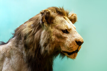 large lion's head with a long mane on a green background. - obrazy, fototapety, plakaty