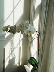 White Phalaenopsis in the house