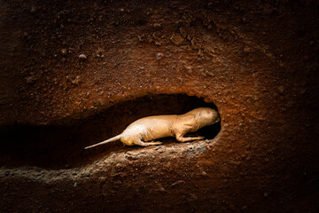 Naked molerat Heterocephalus glaber digging at underground tuber