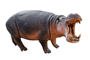 Isolated hippopotamus on white background opened mouth