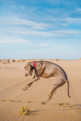happy young dog Weimaraner, breed weimaraner playing, running and jumping on the beach with a toy