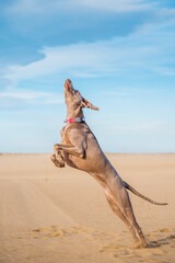 happy young dog Weimaraner, breed weimaraner playing, running and jumping on the beach with a toy