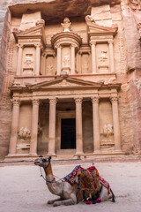 Dromedary in front of the Treasury, Petra, Jordan