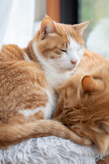 窓辺でくつろぐ二匹の猫