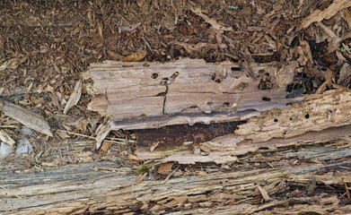 Feinste Details in der Natur, morbide Holzstrukturen