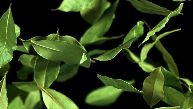 Super slow motion bay leaf flies up and falls. High quality FullHD footage