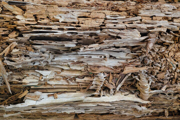 Feinste Details in der Natur, morbide Holzstrukturen