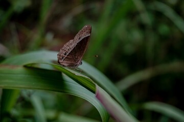 Dingy bushbrown butterfly perching on green plant leaf in the garden with blur background