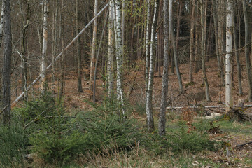 Obraz premium Feinste Details in der Natur, trockener Waldbestand