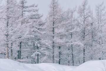 Snow-covered trees in a forest on a foggy winter day