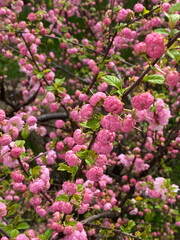 Fototapeta premium An image of a tree with a profusion of pink flowers in full bloom, interspersed with small green leaves. The branches have a diagonal orientation, stretching from the lower left to the upper right of 