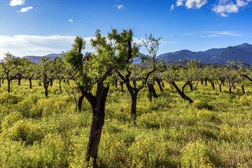 Fototapeta na wymiar Almond tree plantation and yellow flowers near Sóller, Mallorca, Balearic Islands, Spain