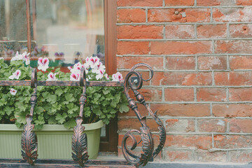 Closeup shot of a beautiful potted flowers growing on a windowsill from outdoors