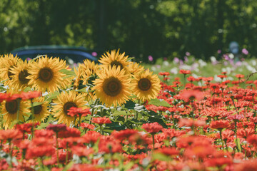 Closeup shot of sunflowers and red flowers growing in a field under sunlight