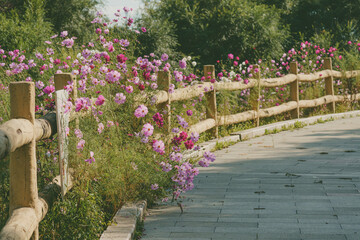 Beautiful fence of pathway with trees and blossoming flowers