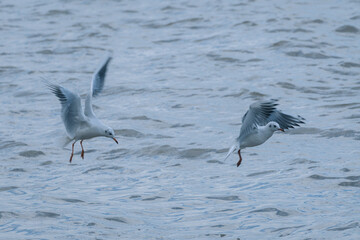 View of beautiful gulls flying over the lake on a cloudy day