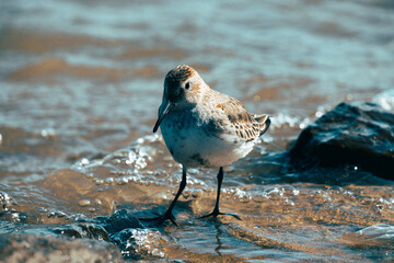 Closeup of a cute Dunlin bird on a shore of a lake