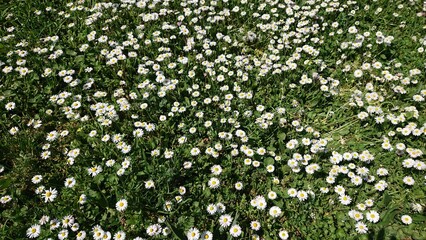 spring daisy flowers on a green field 
