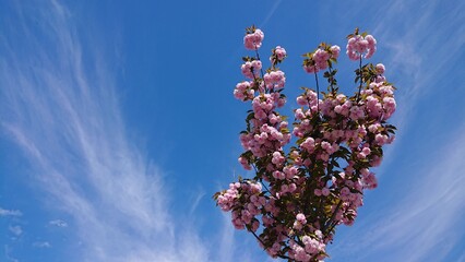 Prunus serrulata kanzan japanese cherry blossom pink flowers tree against blue sky
