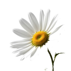 Cosmos Flower in PNG format with transparent background