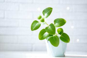 mint in a pot on a light background, space for text