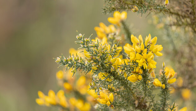 Close up of bright yellow gorse flowers in sun, copy space