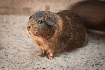 portrait closeup of cute guinea pig
