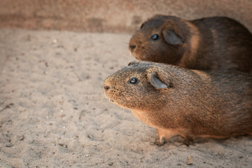 portrait closeup of cute guinea pig