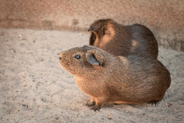 portrait closeup of cute guinea pig