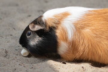 portrait closeup of cute guinea pig