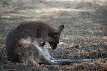  closeup of a kangaroo sitting