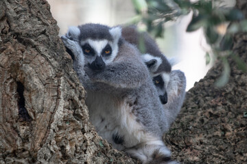 Obraz premium closeup of lemur monkeys sitting on a branch