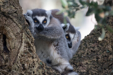 Naklejka premium closeup of lemur monkeys sitting on a branch