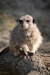 closeup portrait of meerkat, small mongoose, looking at camera