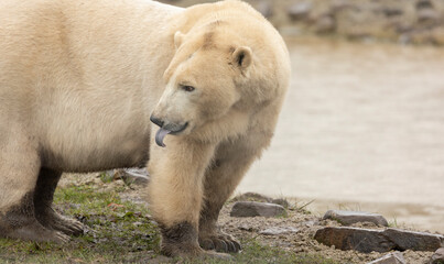 close up of a captive polar bear, ursus maritimus