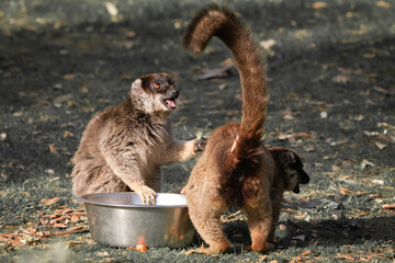 Fototapeta premium closeup of couple of common brown lemurs