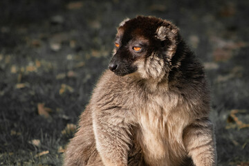 closeup of a kangaroo sitting