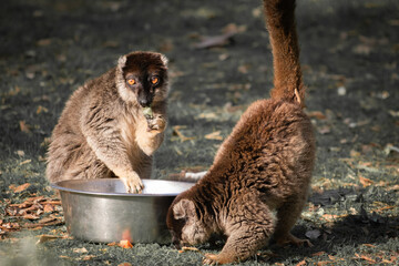 closeup of couple of common brown lemurs