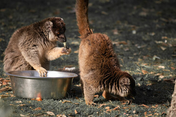Fototapeta premium closeup of couple of common brown lemurs