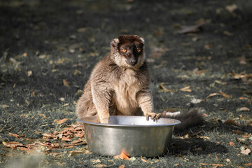 Naklejka premium portait of lemur monkey looking at camera