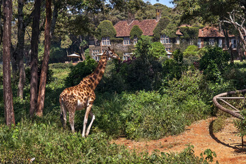 giraffe walks in the forest against the background of the giraffe manor among. The landmark of Nairobi, Kenya. - obrazy, fototapety, plakaty