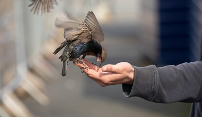 arm of a man feeding wild birds with seed, some motion blur