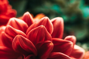 Closeup shot of a red dahlia flower in the garden